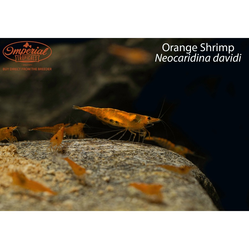 Orange Shrimp (3 Pack) 0.25-0.75″ Unsexed