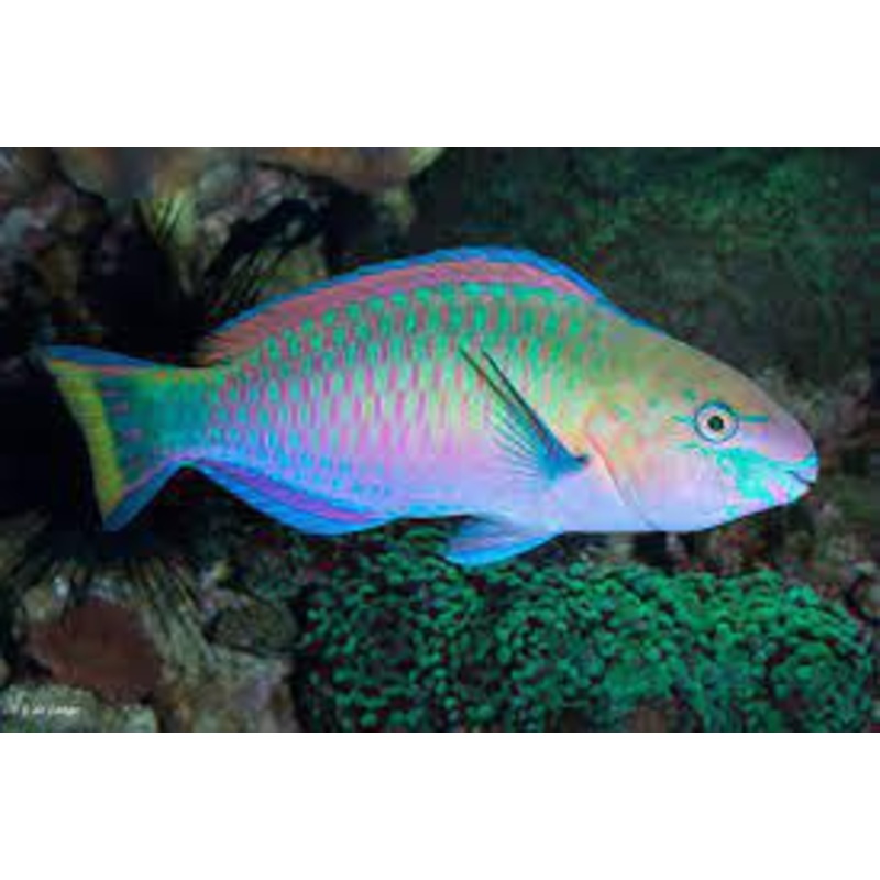 Quoyi Parrotfish XL